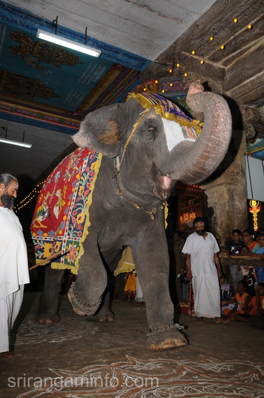 Elephent